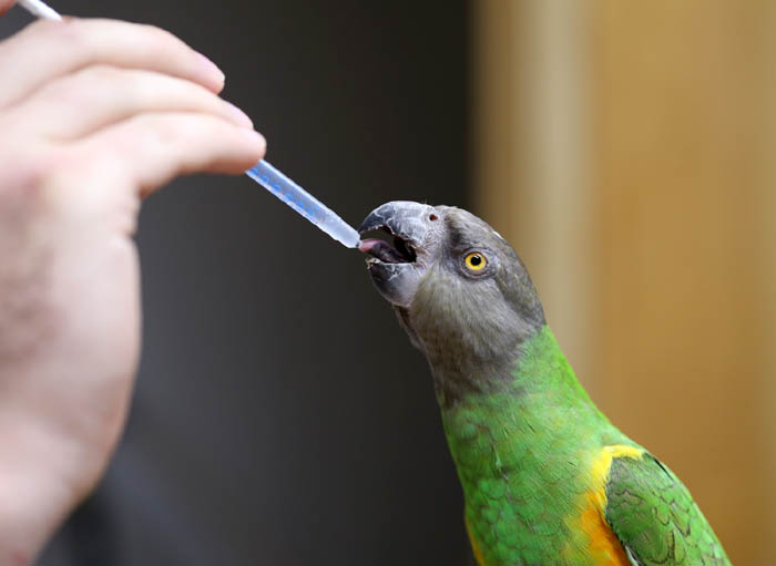 Senegal Parrot Receiving Oral Medication Senegal Parrot Medication