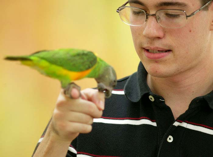 Senegal Parrot biting my hand Parrot bite hand