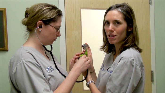 Parrot Vet Checkup