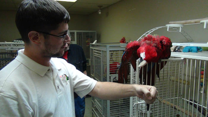 Aggressive macaw that does not want to step up Aggressive Macaw